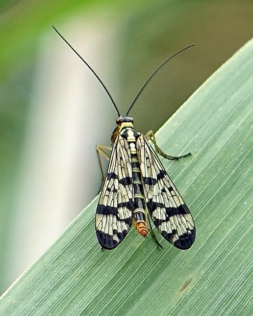 scorpion fly